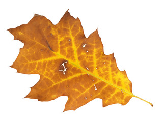 Autumn leaf isolated on white