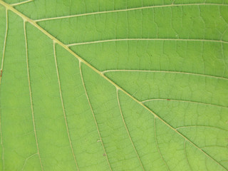 Leaf abstract background