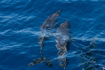 Delfine auf der jagd