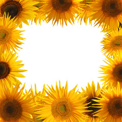 Sunflower blooms background