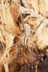 Spider sitting on wood. Macro photo.