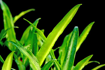 agave fond noir