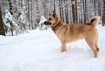 West Siberian Laika (Husky) in winter forest