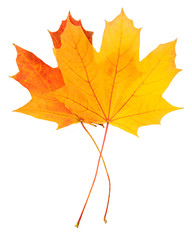 Autumn leaves with clipping path