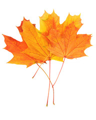 Autumn leaves with clipping path