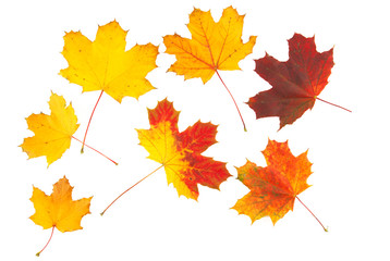 Naklejka na ściany i meble Autumn leaves with clipping path set