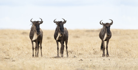 Three Wildebeests