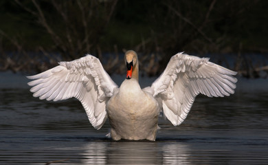 Höckerschwan