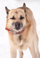 Grin. West siberian laika (husky) in winter forest