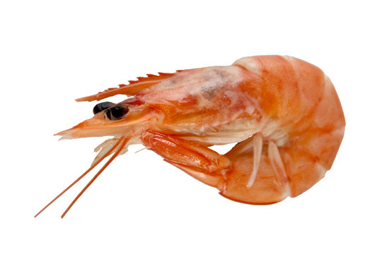 crevette