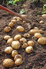 Kartoffelernte