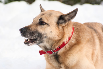 Friendly looking dog