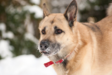 Attentively looking dog
