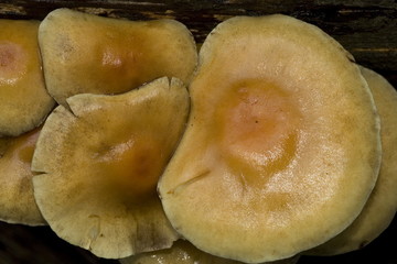 Pilzschirm von oben