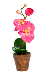 beautiful orchid  over white background