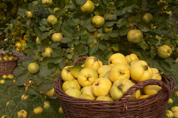 Quinces in a Basket