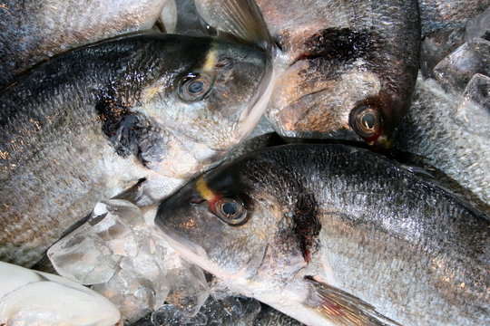 Goldbrassen (Sparus aurata)