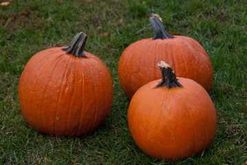 Three Pumpkins 2