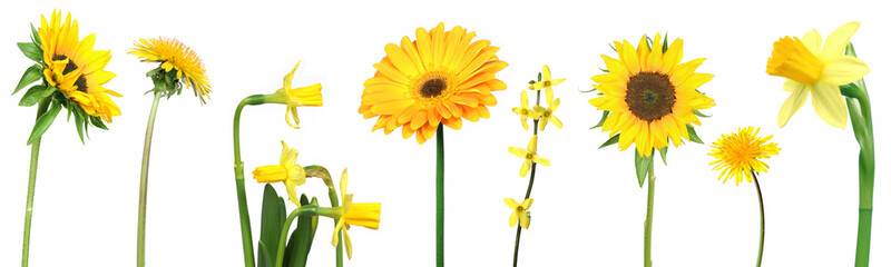 set of yellow flowers