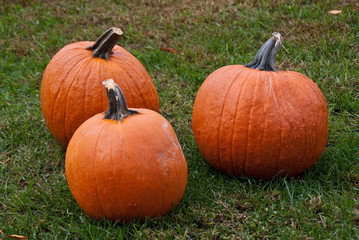 Three Pumpkins