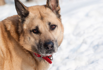 West Siberian Laika (Husky) in winter forest