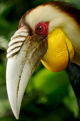 Wreathed Hornbill