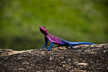 Agama lizard