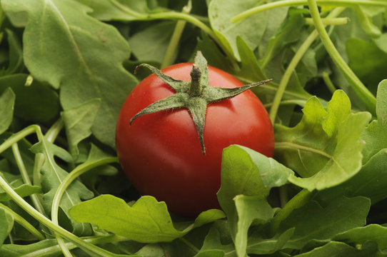 Pomodoro ciliegino su rucola selvatica