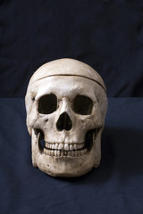 skull