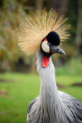 Grey crowned crane in Haag 2