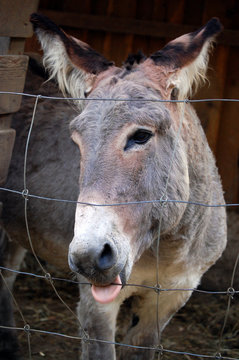 Donkey eating fence