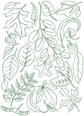 Obraz premium Leaves doodles