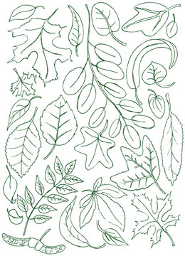 Leaves doodles