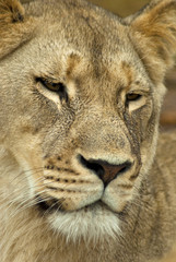 Obraz premium Female lion face