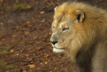 Male lion looking intently
