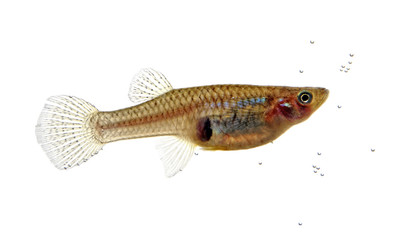 Mosquitofish portrait