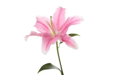 Photo sur Plexiglas Nénuphars Pink lily