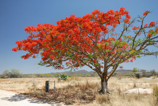 Blühender Baum, Namibia