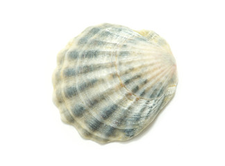 shell