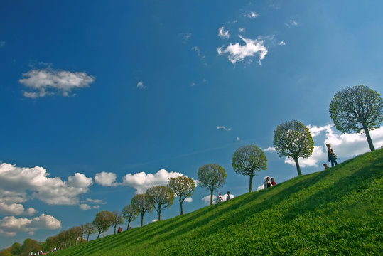 trees and sky
