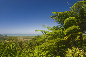Australian rain-forest