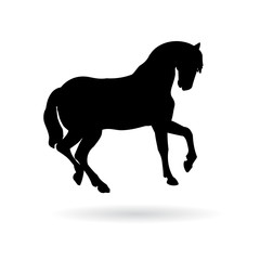 Fototapeta na wymiar vector pure breed horse silhouette