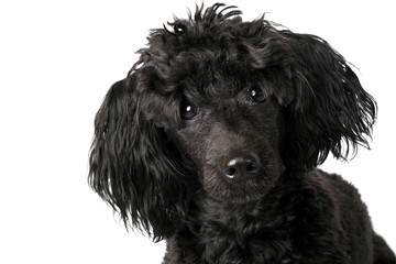 Black small poodle on white background