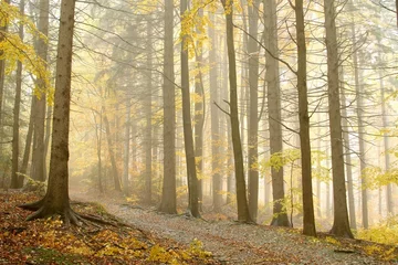 Rolgordijnen Late autumn path leading through the forest in dense fog © Aniszewski