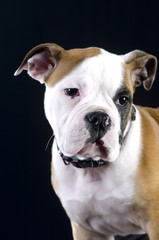 Englische Bulldogge