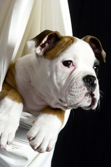 Englische Bulldogge