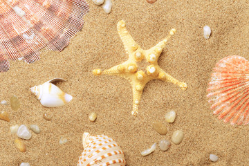 Fototapeta na wymiar Cockleshells and a starfish lie on seacoast