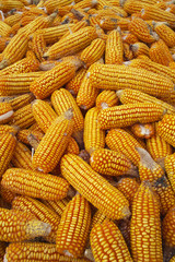 Maize cob