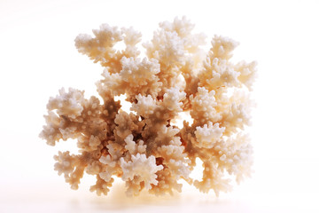 Isolated coral on white background