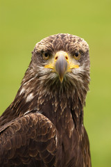 Young bald eagle looking at you